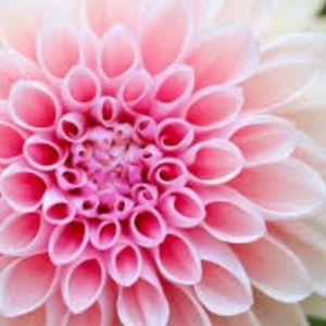 Meet your Posher, Jacquelyn